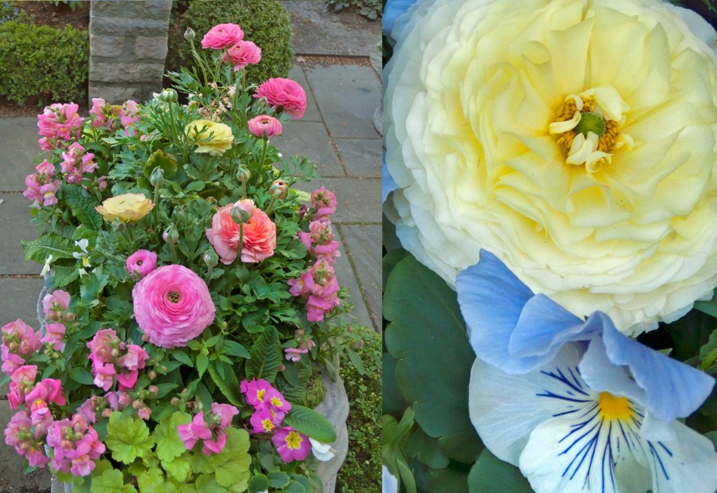 Ranunculus-&-Ranunculus