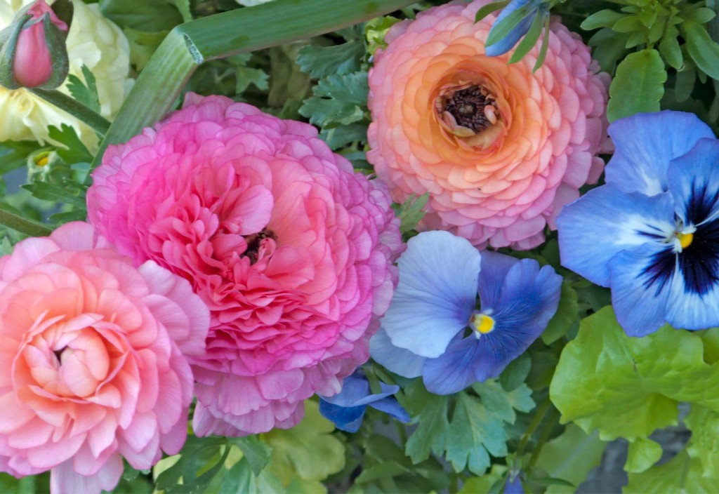 Ranunculus-Pansy-Lettuce